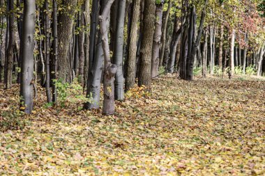 Kalın yapraklı sonbahar ormanı, çeşitli ağaç gövdeleri ve mevsimlik renkleri aydınlatan doğal ışık..