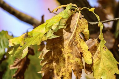 Sonbahar meşe yaprakları yeşil, sarı ve kahverengi tonlarda mevsimin doğal renklerini sergiliyor..
