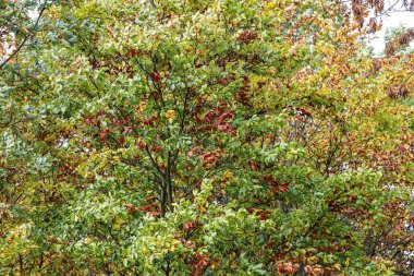 Kayın ağacının yeşil, sarı ve kırmızı gölgeli sonbahar yapraklarına yakın çekim, zengin dokuma ve güneş ışığı oyunu.