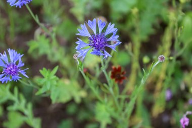 Canlı taç yapraklarıyla çiçek açan, sadakati ve saflığı sembolize eden, yumuşak yeşil yapraklara vurgulanmış çiçek..