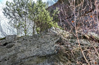 Kaba, desenli bir kaya oluşumunun yakın görüntüsü. Çam ağaçları ve gökyüzüne doğru uzanan yaprak döken dallar.