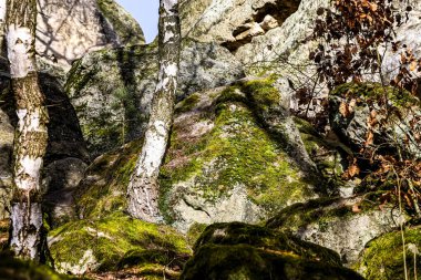 Ağaçların arasından süzülen güneş ışığı, yıpranmış kaya oluşumlarına ve ince huş gövdelerine tutunan canlı yeşil yosunları aydınlatıyor.