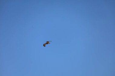 Kanatları olan tek bir kahverengi şahin bulutsuz bir gökyüzüne karşı uçarak özgürlüğünü ve havadaki hünerini sergiliyor.