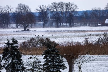 Küçük bir grup geyik, yapraksız ağaçlar ve kırsal yapılarla çevrili solgun bir kış gökyüzünün altındaki buzlu çayırlarda ihtiyatlı bir şekilde ilerler.