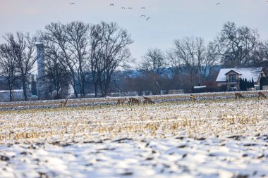 Bir grup geyik, yapraksız ağaçlar ve solgun gökyüzünün altında uzak bir bina olan soğuk tarım tarlalarında yiyecek arıyor.