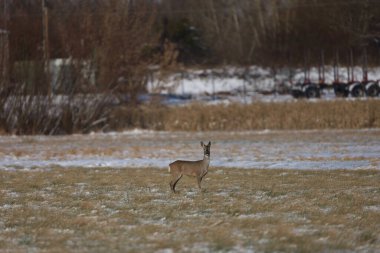 Genç bir yumurta geyiği, arka planda ağaçlar ve kereste römorkları ile karla kaplanmış çimenli bir tarlada duruyor.