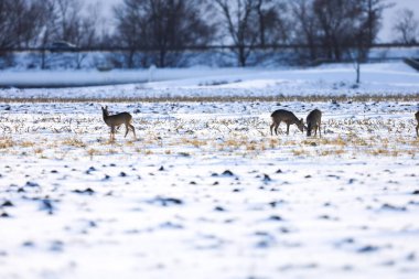 Donuk bir arazide, seyrek bitki örtüsü ve hafif kar tozu olan birkaç geyik yiyecek arar.