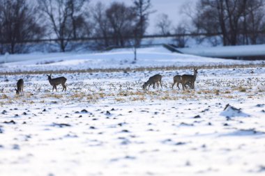 Birkaç geyik, arka planda çıplak ağaçlarla hasat edilmiş bir tarlanın karları ve sakalları arasında yiyecek arıyor.