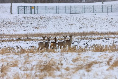 Birkaç yumurta geyiği karla kaplı bir tarlada toplanır. Kuru otlar ve sakallarla. Etraflarında kar taneleri düşerken izleyiciye doğru bakarlar.
