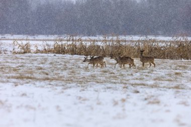 Kar taneleri düşerken arka planda kuru sazlıklar ve ağaçlarla kaplı bir çayırda birkaç geyik gezinir.