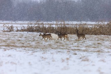 Kış mevsiminde etraflarında hafif kar yağarken birkaç geyiğin hareket ettiği görülüyor.