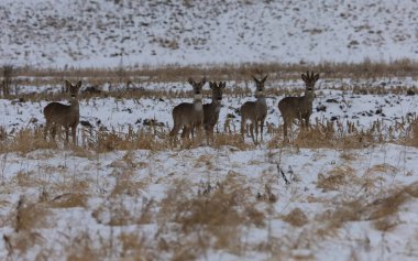 Birkaç yumurta geyiği, kar ve seyrek bitki örtüsüyle benekli bir kış manzarasında dikkatle çevrelerini gözlemler.