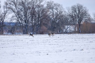 Küçük bir yavru geyik sürüsü ufku kaplayan yapraksız ağaçlarla uçsuz bucaksız, beyaz kış manzarası boyunca kaçar.