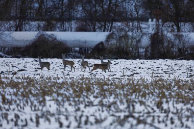 Kış mevsiminde birkaç geyik, arkalarında ufuk boyunca uzanan uzun bir endüstriyel boru ile tetikte bekliyor.