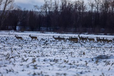 Bir grup geyik, gün batımında arka planda çıplak ağaçlarla donuk bir arazide zarifçe ilerler.