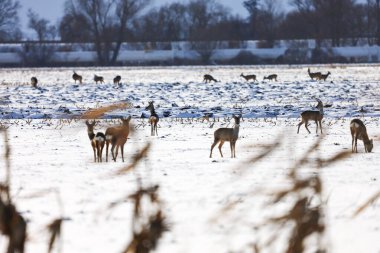 Birkaç geyik, kışın ortasında yiyecek arayan karla kaplı bir tarım tarlasına dağılmış durumda.