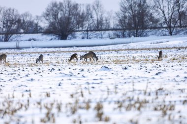 Kış mevsiminde yiyecek arayan birkaç geyik ve arkalarında ufuk boyunca uzanan beyaz bir boru hattı var.
