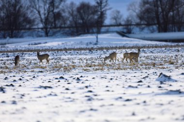 Kış mevsiminde yiyecek arayan küçük bir geyik sürüsü, siluetleri beyaz kar ve uzak ağaçlara dayanır.