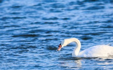 Güzel beyaz bir kuğu kafasını ışıldayan mavi suya daldırıyor, yiyecek ararken dalgalanmalar ve sıçramalar yaratıyor.