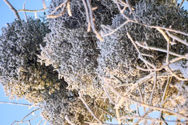 Soğuk ve buzla dolu dallarla dolu ökseotu bitkisinin yakın görüntüsü, açık mavi bir kış gökyüzüne karşı kurulmuş.