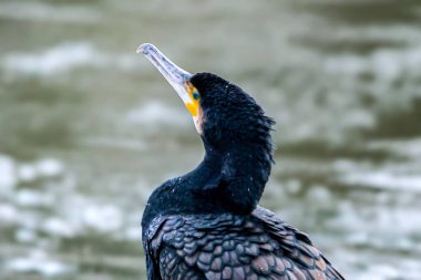 Siyah bir karabatak kuşunun tüylerini ve keskin gagasını yumuşak odaklı su zeminiyle gösteren detaylı bir görüntüsü.