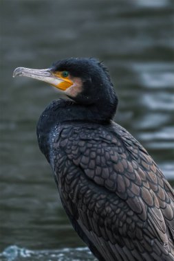 Suyun kenarına tünemiş büyük bir karabatağın detaylı görüntüsü koyu tüylerini ve kendine özgü yüz hatlarını gözler önüne seriyor.
