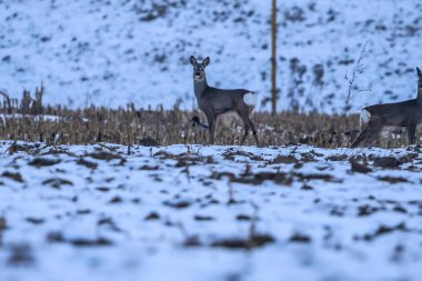 Küçük bir yavru geyik sürüsü, kışın dikkatli bir şekilde yiyecek arar. Toprağı kaplayan karlar ve hasat edilen bir tarlanın kalıntıları.