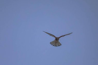 Küçük bir şahin, muhtemelen bir kerkenez, uçağın ortasında engin bir açık mavi gökyüzüne karşı yakalanır.