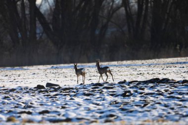 Soğuk bir kış günü, arkasında karanlık bir siluet oluşturan çıplak ağaçlarla soğuk bir tarlada yiyecek arayan iki yavru geyik.