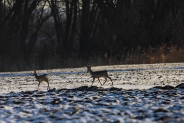 Kış mevsiminde, ufukta yoğun bir orman bulunan, kar ve çıplak toprakla kaplı bir tarladan geçen iki yumurta geyiği görülüyor.