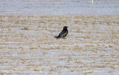 Yere tünemiş tek bir karga hafif kar ve kuru otlarla kaplı, doğada tipik bir kış manzarası sergiliyor.