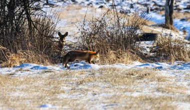 Vahşi bir tilki, yoğun bitki örtüsünde gizlenmiş ihtiyatlı bir geyik tarafından gözlemlenen kar ve kuru çimlerle kışın bir arazide gezinir.