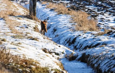 Yalnız bir kızıl tilki, donmuş bir hendeğin kenarındaki karla kaplı bir tarlada dolaşır. Kış sahnesini karla kaplayan seyrek kuru bitki örtüsü vardır.