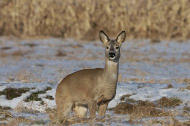 Bu yavru geyik, kulaklarını dikmiş, kar ve kuru bitkilerle dolu bir kış manzarasında dikilip doğrudan kameraya bakıyor.