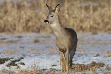 Yalnız bir dişi geyik kışın ortasında durur. Bakışları uzak mesafede görülmemiş bir şeye kilitlenir.
