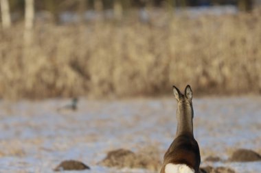 Genç bir yumurta geyiği kar tozlu bir tarlada tetikte durur. Dikkatini uzaktaki bir yaban ördeğine verir.