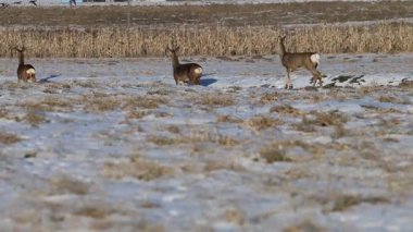 Bir anne geyik ve iki yavru, kış mevsiminde kar ve hareketsiz bitki örtüleriyle yiyecek arar.