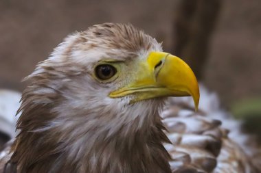 Ayrıntılı bir profil görüntüsü vahşi bir kartalın yoğun bakışını ve güçlü gagasını yakalar, doğal güzelliğini ve yırtıcı özelliklerini gösterir.