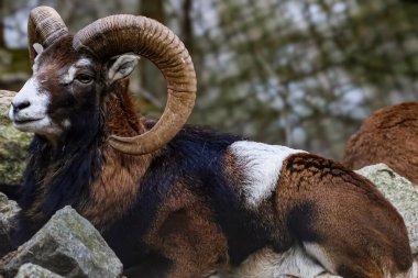 Etkileyici spiral boynuzları ve ayırt edici paltosuyla tanınan vahşi bir muflon koçu kayalar ve yapraklar arasında dinlenirken yakalandı.