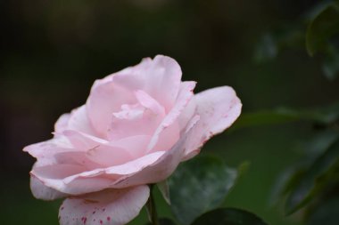 Açık pembe bir gülün yakın plan görüntüsü, yapraklarında kırmızı lekeler var, bulanık yeşil bir arka planda.