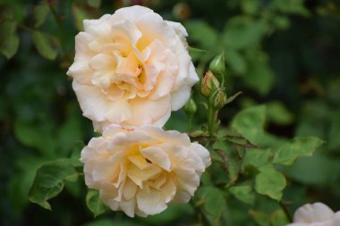 Tamamen çiçeklenmiş iki soluk sarı gül, yeşil tomurcuklar ile gösterilir bir gövde üzerinde, yeşil yaprakların bulanık bir zemin üzerine kurulmuş