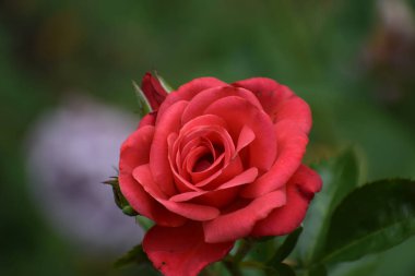 Tek, mükemmel şekillenmiş kırmızı bir gül karmaşık taç yapraklarını ve hassas dokusunu bulanık bir doğal ortama karşı sergiliyor.