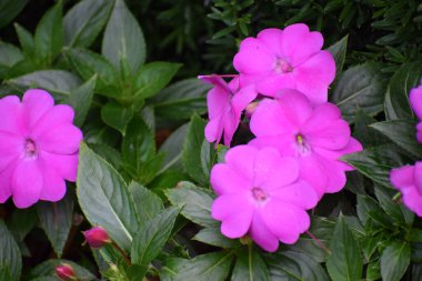 Etrafı parlak yeşil yapraklar ve açılmamış tomurcuklarla çevrili birkaç parlak pembe sabırsız çiçeğin yakın görüntüsü.