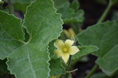 Beş yapraklı küçük, soluk sarı bir çiçek, merkezini büyük, desenli yeşil yapraklar ve yumuşak saplarla çevrili güneş ışığına açar.