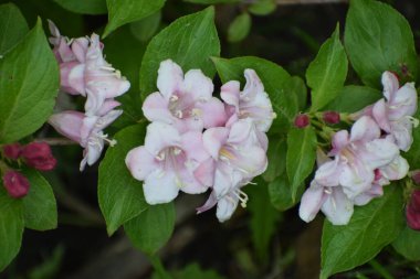Canlı yeşil yapraklar ve koyu renkli tomurcuklarla çevrili yumuşak pembe ve beyaz taç yapraklarıyla trompet şeklindeki Weigela çiçeklerinin yakın çekim görüntüsü.