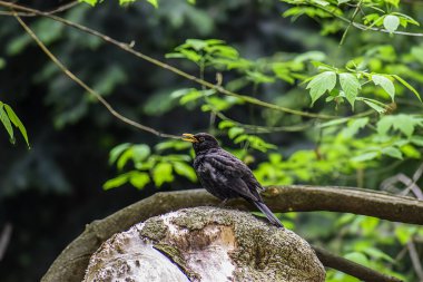 Erkek bir karatavuk, doğal bir orman ortamında canlı yeşil yapraklar ve dallarla çevrili yosun kaplı bir ağaç kütüğüne tünemiş.
