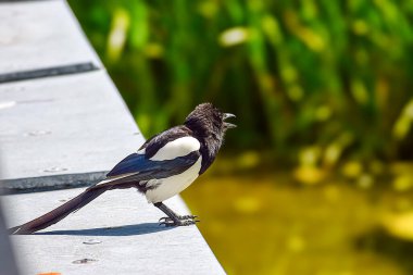 Belirgin siyah-beyaz tüylü çarpıcı bir saksağan, eskimiş ahşap korkulukların üzerinde bulanık yeşil ve sarı arka planda dururken çağrının ortasında yakalanır.