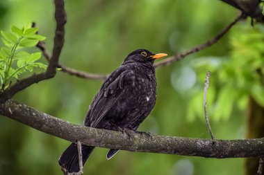 Bir erkek karatavuğun detaylı yakın plan görüntüsü dokulu bir dalda dinleniyor, koyu tüyleri yaprakların canlı yeşil arkaplanıyla ve yumuşak bokeh