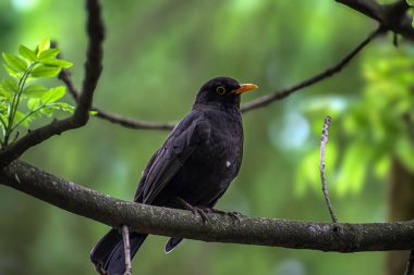 Koyu tüyleri ve canlı gagasıyla tanımlanabilen bir erkek karatavuk, bahar yapraklarının yumuşak, bulanık arka planının ortasında dokulu bir dalda dinlenir.