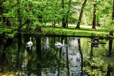Huzurlu bir doğal manzara, iki beyaz kuğunun karanlık sularda yüzmesiyle ortaya çıkar. Çevredeki parkların canlı yapraklarını yansıtırlar.